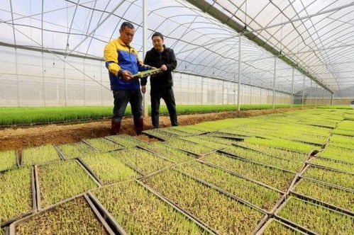 吉安安?？h工廠化育秧，科技助力糧食豐收之路