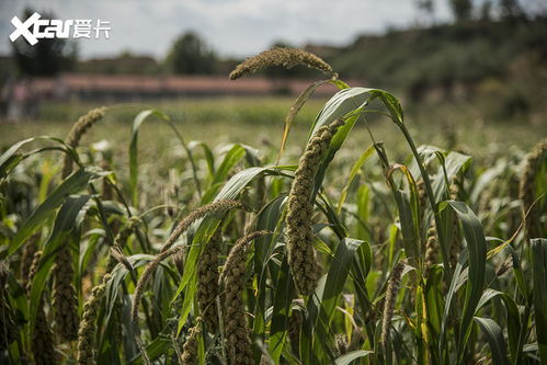 感受京西原生態(tài) 奔馳GLB蔚縣自駕之旅，稻谷間的詩意探尋
