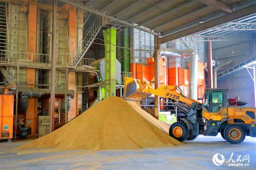 搶收稻谷助歸倉，彭澤農(nóng)忙展豐景