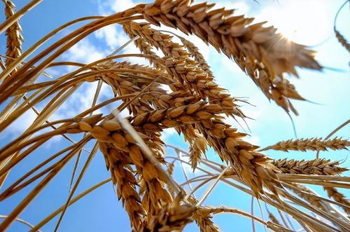 全球糧食價(jià)格飆漲 聯(lián)合國(guó)警告饑荒風(fēng)險(xiǎn)與稻谷危機(jī)的警示