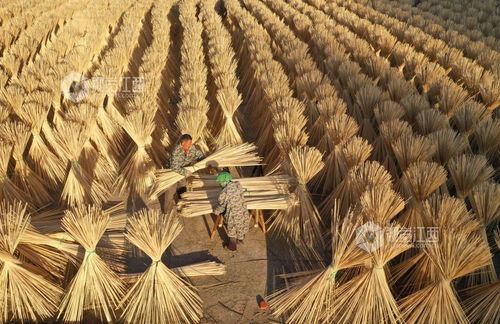 泰和晾曬竹制品與稻谷 傳統智慧與現代應用