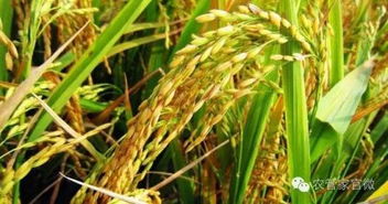 稻谷價格整體穩定，后市或穩中有漲