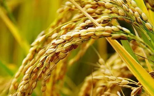 周日農家樂 體驗稻谷收割，盡享農趣與美食