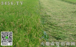 帝一硅噴水稻 為什么效果顯著及其在稻谷生產中的優勢