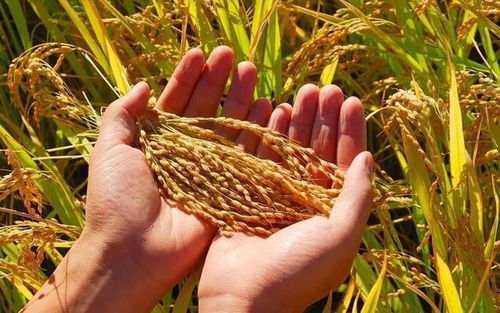 豐收在即，稻香四溢 水稻用藥效果關鍵期解析