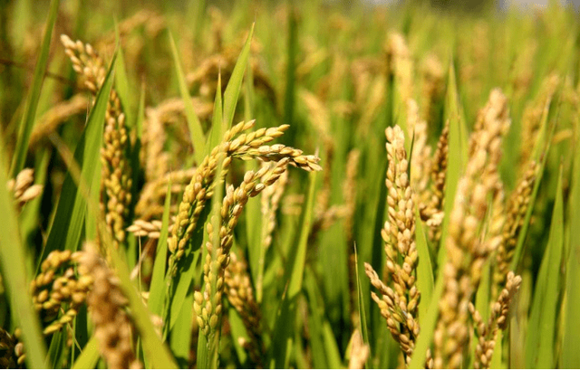 小麥 世界糧倉(cāng)的堅(jiān)實(shí)支柱與全球文明的基石